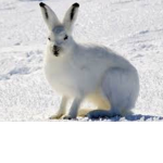 The Arctic group (version {{2.0}} )