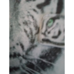 Kattys_Free_MEOOW
