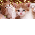 omg my cat