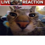 Official FAT cat group