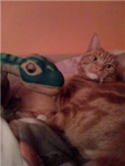 Save the cats!!!