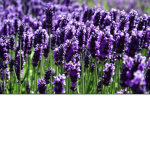 #Aesthetic Lavenders