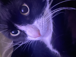 <3 Star Kitties! <3