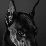 fakedog