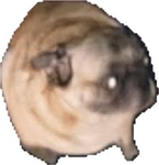 doggie-yay