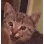 E Cats