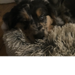 Puppy time!