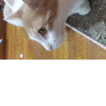 The cute Ginger