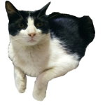 Carbon miau xD