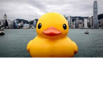 Ducksusallamongus