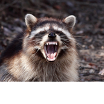 Racket Raccons!