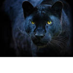 Save the world, save Africa’s animals,