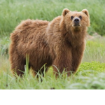 Brownbear Club