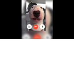 Bull terrier a.ka (Walter)