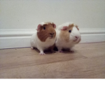 ~Guinea Pig Group~