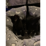 Fudge's Furry Clan
