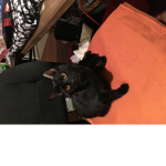 Kitty pipper zoo zu