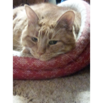 Cozy cat group