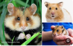 little hammies are adorable
