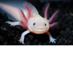 axolotl fan party