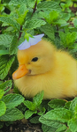 The Ducklings.