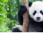PandaCreatorGroup
