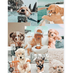 Preppy puppers