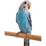 Chirpity