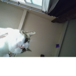 If you like cats then join this group