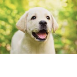Bonnie the puppy, puppy Love!
