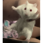 Anime furry and fun group