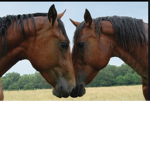 Wild horse lands