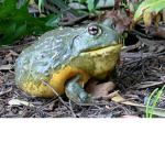 The bullfrogs