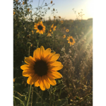 thesunflowers<3