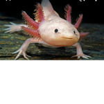Axolotl group :>