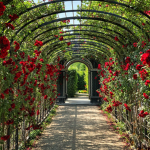 The Rose Garden.