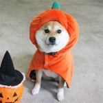Shibe Authority