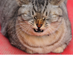 Cats Sneezing Group of Epicness!