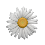 White Flower