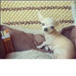 A chihuahua group ¹