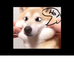 Hai doggos