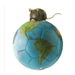 Rats will rule the world!