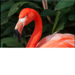 Watermelon the flamingo group