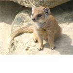 Mongooses are awesome