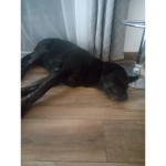 dogs system
