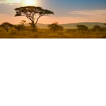 Safari Hang out Official