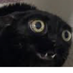 Cat Meme Kingdom