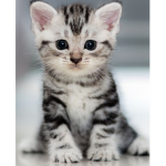Kawaii cats and kitten squad
