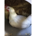Chickens will never die
