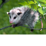 #TEH PossumSquad Forever